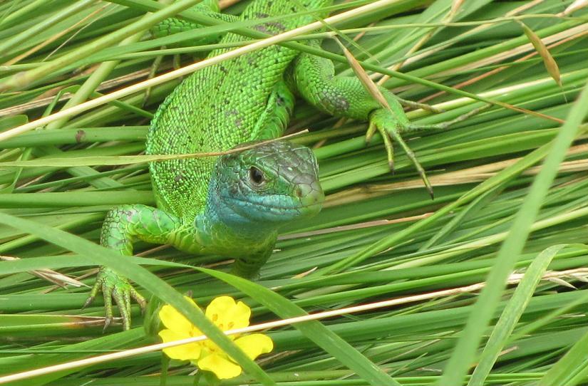 Lacerta bilineata